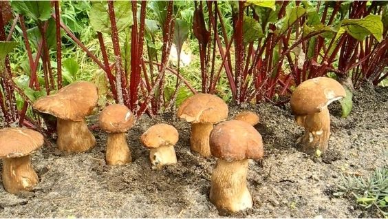 разнообразие белых грибов с фото и названиями