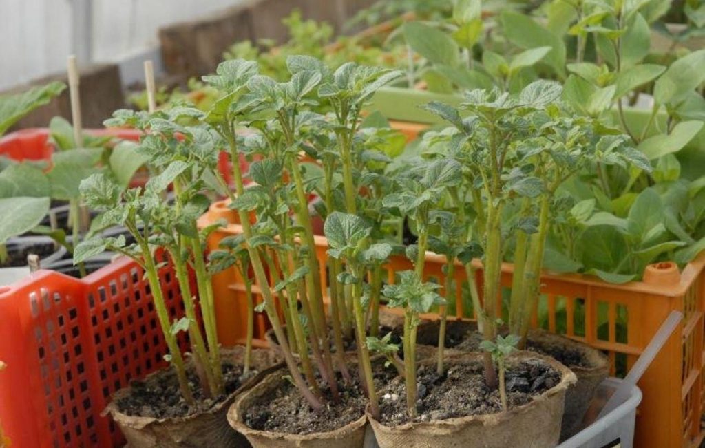 Саженцы культурного картофеля