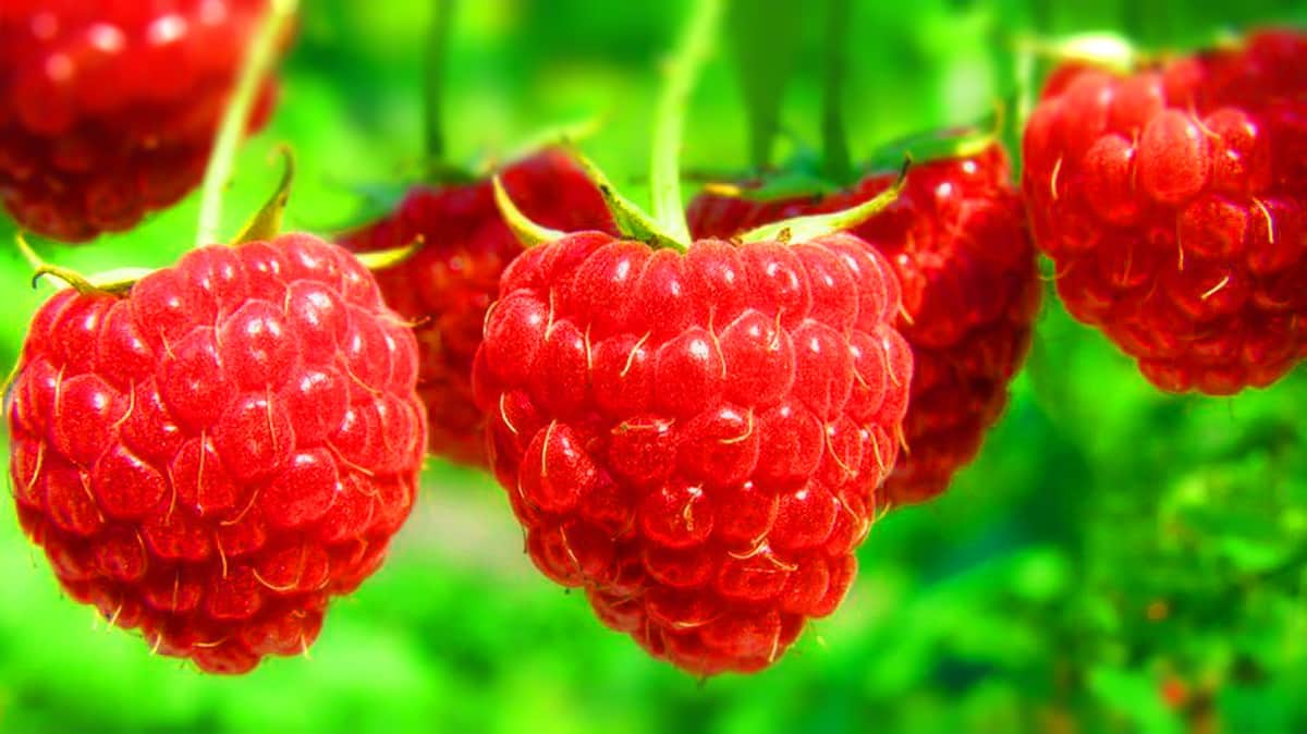 Куст малины, уход и полив