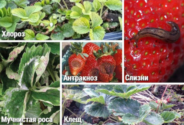 Азиатская клубника. Описание сорта, фото, отзывы, характеристика