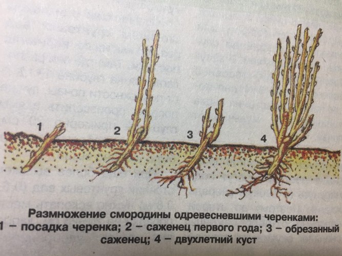 Самый простой способ воспроизвести