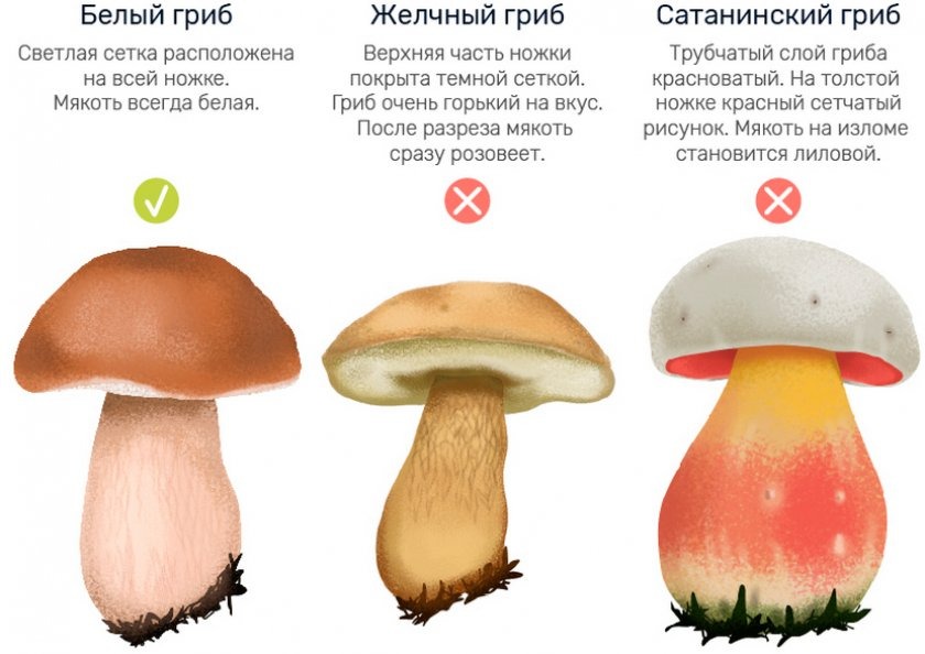 С кем его можно спутать