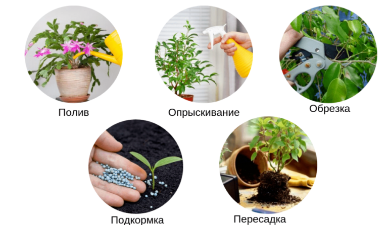 простые правила ухода