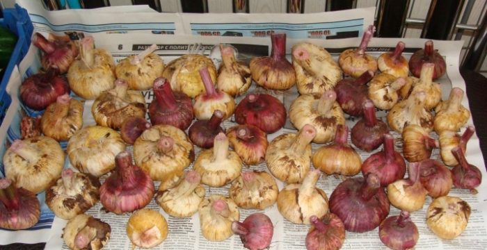 Когда копать гладиолусы осенью и как хранить зимой