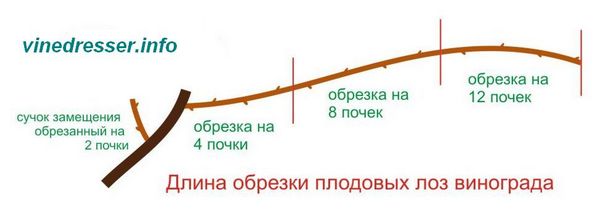 длина обрезки плодовых лоз