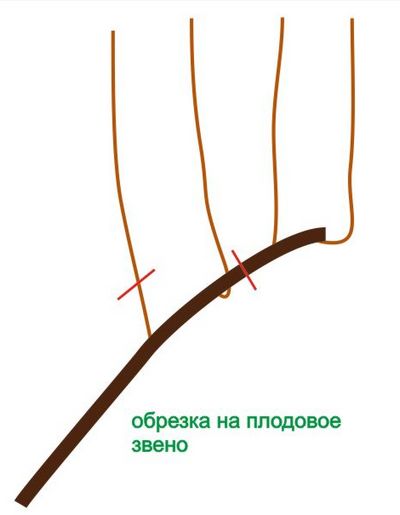 обрезка для соединения плодов