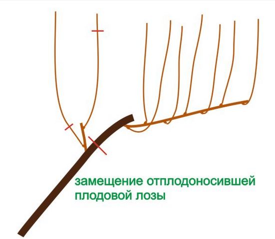 обрезка осенью