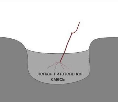 посадка винограда