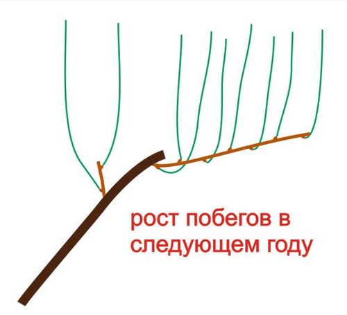 ростки