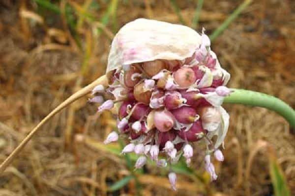 луковицы чеснока