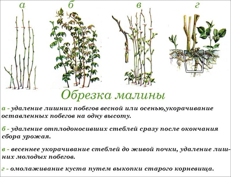 Простая и понятная инструкция по обрезке ремонтантной малины осенью для начинающих