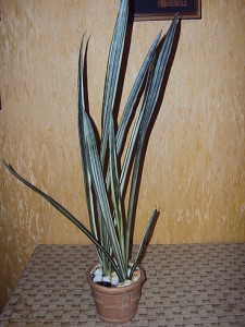 сансеверия